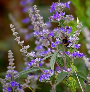 Arzneipflanze Mönchspfeffer